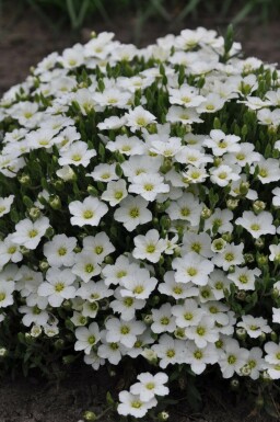 Arenaria montana