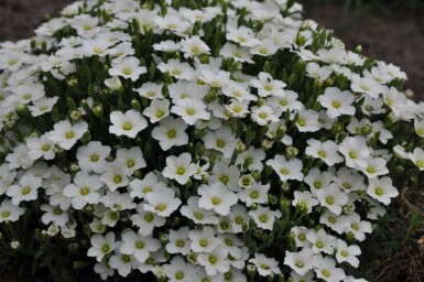 Arenaria montana