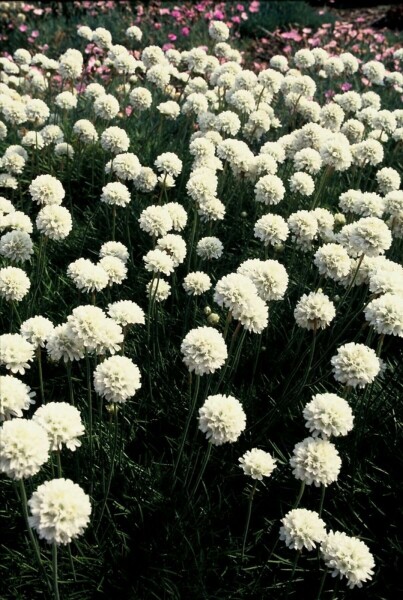 Armeria maritima 'Alba'