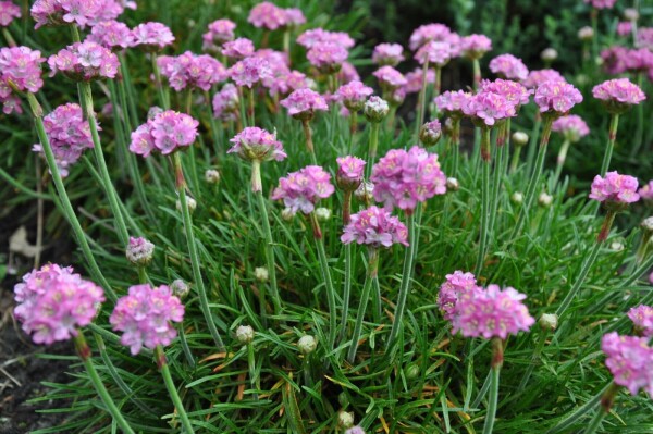 Armeria maritima 'Splendens Perfecta'