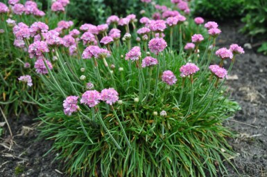 Armeria maritima 'Splendens Perfecta'