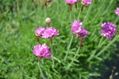 Armeria maritima 'Splendens'