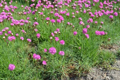 Armeria maritima 'Splendens'