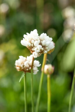 Armeria pseudarmeria 'Ballerina White'