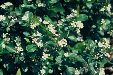 Aronia melanocarpa Svartaronia buske 40-50 i kruka C2