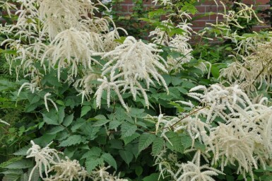 Aruncus dioicus