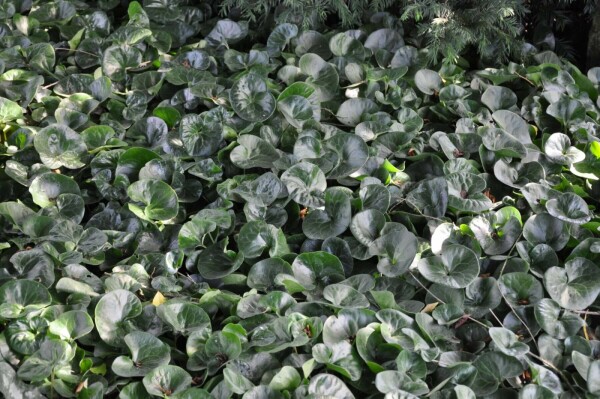 Asarum europaeum