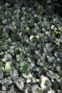 Asarum europaeum