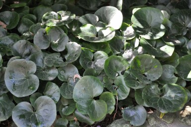 Asarum europaeum