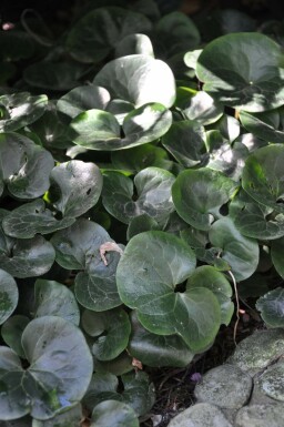 Asarum europaeum