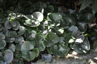 Asarum europaeum