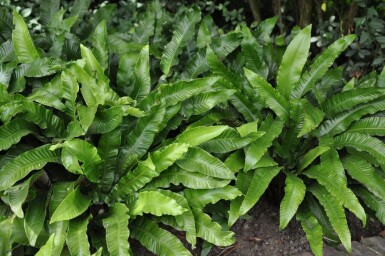 Asplenium scolopendrium