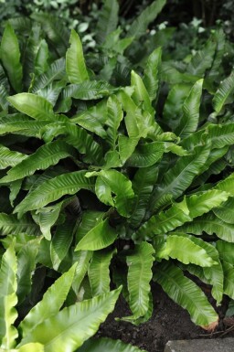 Asplenium scolopendrium