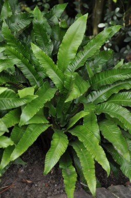 Asplenium scolopendrium