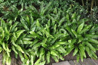 Asplenium scolopendrium