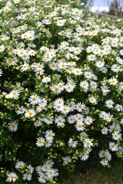 Aster ageratoides 'Ashvi'