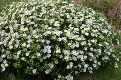 Aster ageratoides 'Ashvi'