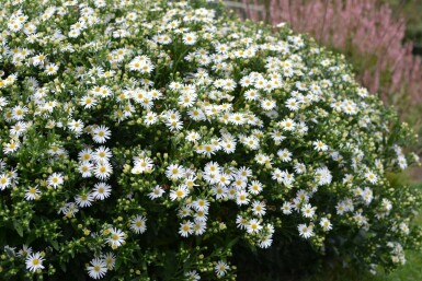 Aster ageratoides 'Ashvi'