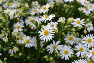 Aster ageratoides 'Ashvi'