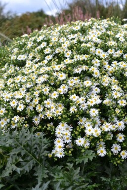 Aster ageratoides 'Ashvi'