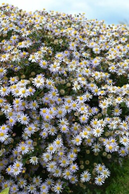 Aster ageratoides 'Asran' Balsamaster 5-10 i kruka P9