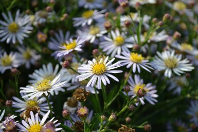 Aster ageratoides 'Asran' Balsamaster 5-10 i kruka P9