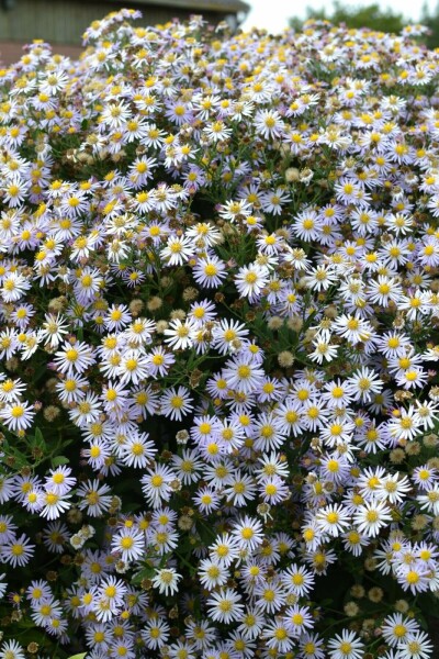 Aster ageratoides 'Asran'