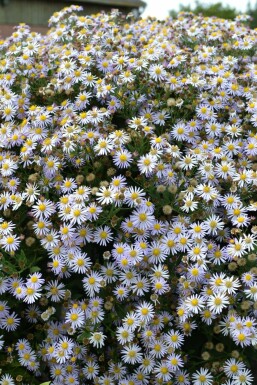 Aster ageratoides 'Asran' Balsamaster 5-10 i kruka P9