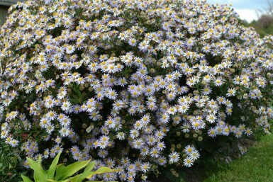 Aster ageratoides 'Asran' Balsamaster 5-10 i kruka P9