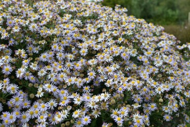 Aster ageratoides 'Asran' Balsamaster 5-10 i kruka P9