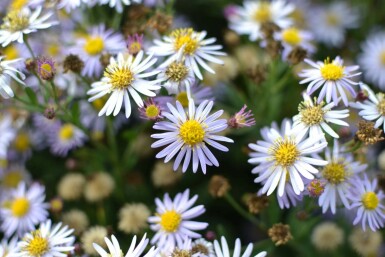 Aster ageratoides 'Asran' Balsamaster 5-10 i kruka P9