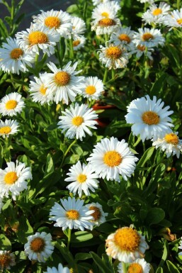 Aster alpinus 'Albus' Alpaster 5-10 i kruka P9