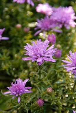 Aster dumosus 'Lady in Blue' Astrar 5-10 i kruka P9