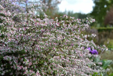 Aster lateriflorus 'Horizontalis'