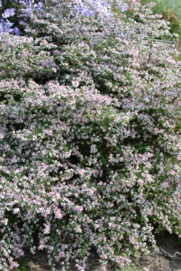 Aster lateriflorus 'Horizontalis'