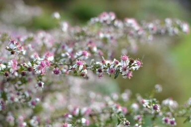 Aster lateriflorus 'Horizontalis'