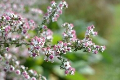 Aster lateriflorus 'Horizontalis'