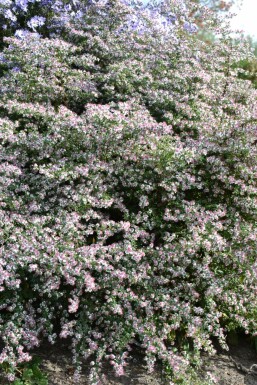 Aster lateriflorus 'Horizontalis'