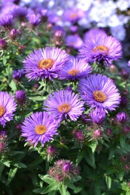 Aster novae-angliae 'Purple Dome'