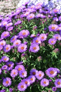 Aster novae-angliae 'Purple Dome' Luktaster 5-10 i kruka P9