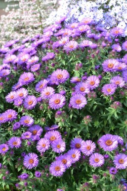 Aster novae-angliae 'Purple Dome' Luktaster 5-10 i kruka P9