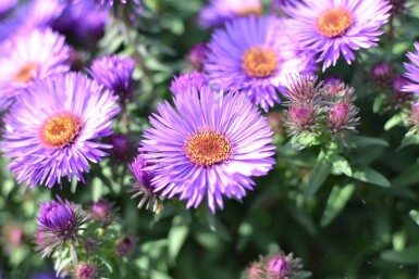 Aster novae-angliae 'Purple Dome' Luktaster 5-10 i kruka P9