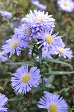 Aster novi-belgii 'Marie Ballard' Höstaster 5-10 i kruka P9