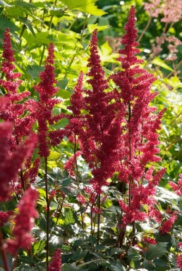 Astilbe × arendsii 'Fanal' Astilbe 5-10 i kruka P9