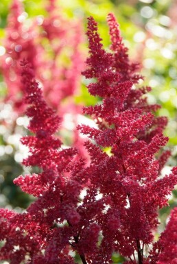 Astilbe × arendsii 'Fanal' Astilbe 5-10 i kruka P9