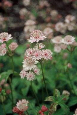 Astrantia major Stjärnflocka 5-10 i kruka P9