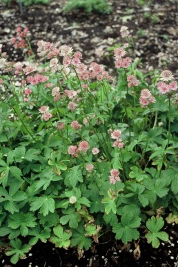 Astrantia major Stjärnflocka 5-10 i kruka P9