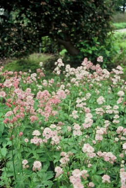 Astrantia major Stjärnflocka 5-10 i kruka P9