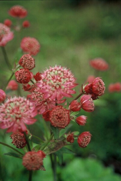 Astrantia major 'Lars'