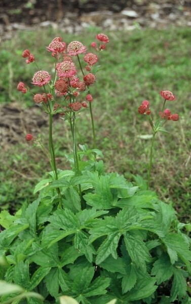 Astrantia major 'Lars'